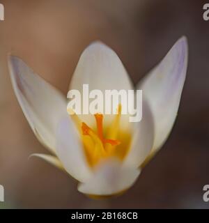 Crocus Chrysanthus Schneekrokus Ard Schenk Stockfoto