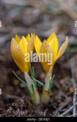 Zwei Krokus Chrysantas gelbe Blumen Stockfoto