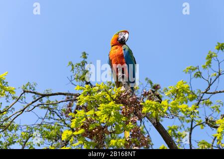 Bunte Makaw-Papagei auf der Spitze eines Baumes Stockfoto