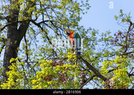 Bunte Makaw-Papagei auf der Spitze eines Baumes Stockfoto