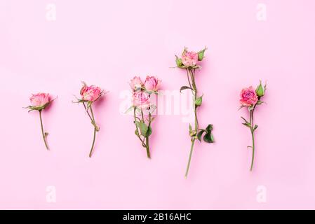 Getrocknete Rosenblüten auf pinkfarbenem Grund. Stockfoto