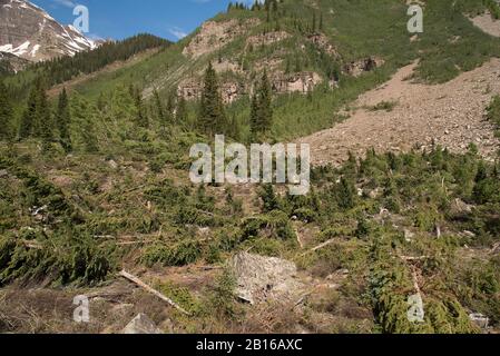 Lawinenschäden, die umgestürzte Kiefern auf dem Crater Lake Trail in Colorado in der Nähe von Maroon Bells zeigen. Stockfoto