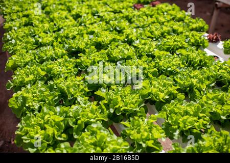 Grüner Salat wächst auf dem Hydroponsystem auf dem Bauernhof. Bio Food, Landwirtschaft und Hydroponik Konzept Stockfoto