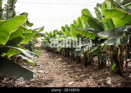 Reihen mit jungen Bananen, die auf der Plantage wachsen Stockfoto