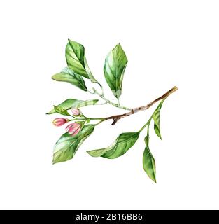 Wasserfarben-Baumzweig. Realistischer Obstbaum, Blumen, Blätter. Botanische Illustration. Isoliertes Bildmaterial auf weiß. Handgemaltes Laub Stockfoto