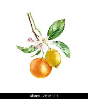 Aquarell Orange- und Lemonfrüchte. Baumzweig mit Blumenblättern. Realistische botanische Blumenkomposition. Aufblühende Zitrusfrüchte, isolierte Illustration auf Stockfoto