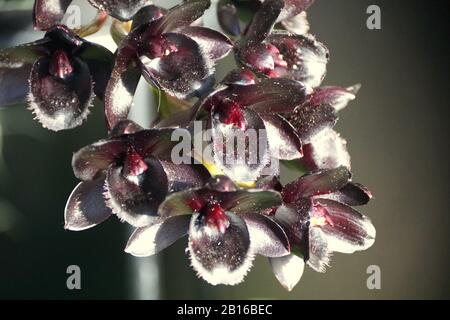 Einzigartige dunkle Blume von SVO Nach Orchideen aus dunkler schwarzer Perle Stockfoto