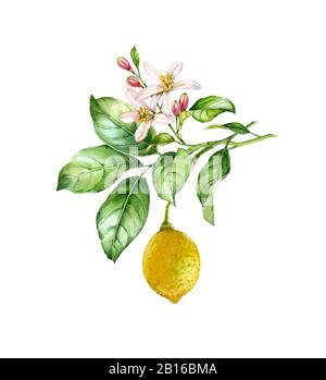 Aquarell Lemon Branch. Realistischer Zitrusfruchtsbaum mit Blumen, Blättern. Botanische Illustration. Isoliertes Bildmaterial auf weiß. Handbemalt frisch Stockfoto