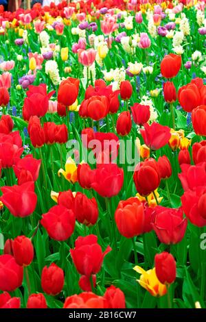 Wiese von blühenden bunten Tulpen im Frühjahr Stockfoto