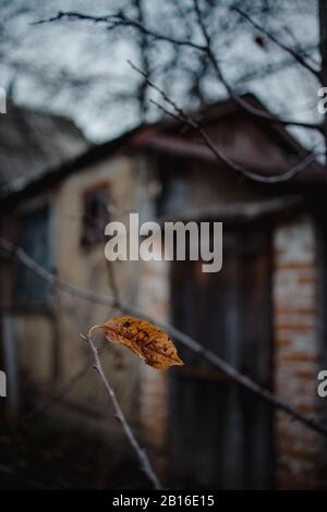 Ein gelbes getrocknetes Herbstblatt an einem Baum vor dem Hintergrund eines alten Hauses. In dunklen düsteren Tönen, Unschärfe und selektivem Fokus. Trend Stockfoto