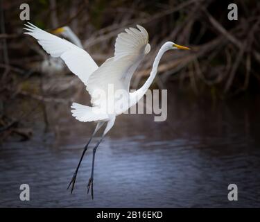 Ein Großer weißer Egret fliegt im Mrazek Pond im Everglades National Park. Stockfoto