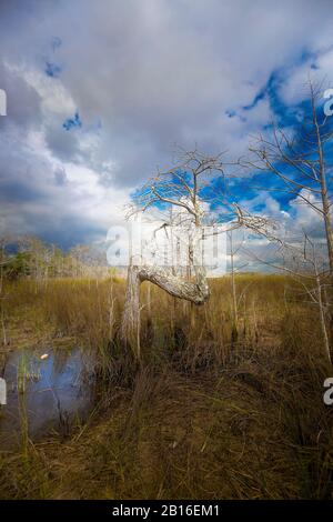 Der einzigartige und bekannte "Z Tree" im Everglades National Park. Der Z-Baum befindet sich im Dwarf Cypress Forest und ist einzigartig und schön. Stockfoto