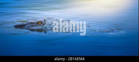 Ein wunderschönes Panoramabild eines 13 Fuß großen amerikanischen Krokodils, das bei Sonnenaufgang im Everglades National Park durch das Wasser zieht. Stockfoto