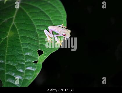 Ein sehr junger, blasser, rot gefärbter Baumfrosch sitzt am Rande eines großen Blattes, das zum Springen bereit ist, nachts in einem Regenwald in Costa Rica in La Fortuna in der Nähe Stockfoto