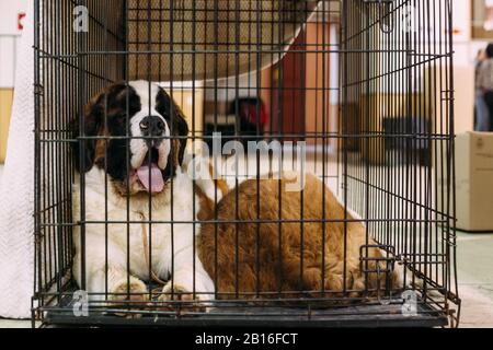 Saint Bernard Hund im Käfig in Ausstellung Stockfoto