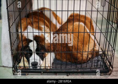 Saint Bernard Hund im Käfig in Ausstellung. Stockfoto