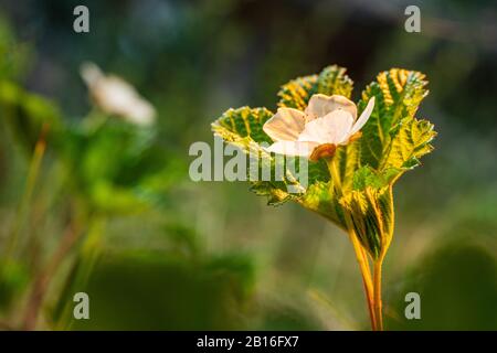 Weiße Blüte der Beere im skandinavischen Moorgebiet. Blühende Blumen im Mai. Frühlingsblüte. Stockfoto