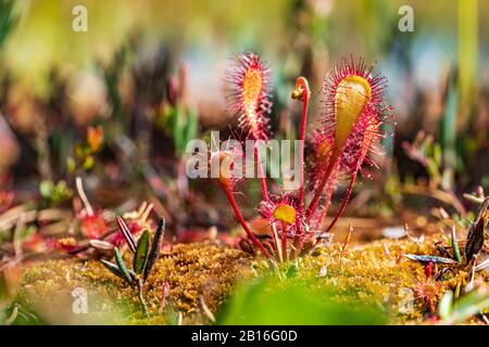 Fleischfressende Pflanzen im Moor (Natur). Drosera Anglica - englische Sonnentau oder große Sonnentau. Stockfoto