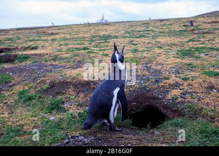 Ein Magellanic Pinguin außerhalb eines Nests auf dem Boden während der Brutzeit gegraben. Magdalena Island, Patagonien. Chile. Stockfoto