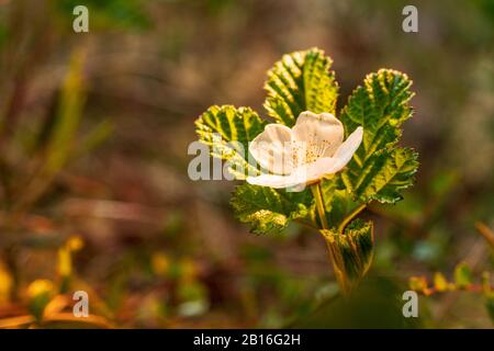 Weiße Blüte der Beere im skandinavischen Moorgebiet. Blühende Blumen im Mai. Frühlingsblüte. Stockfoto