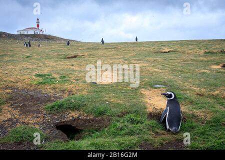 Ein Magellanic Pinguin steht neben einem Nest auf dem Boden während der Brutzeit gegraben. Magdalena Island, Patagonien. Chile. Stockfoto