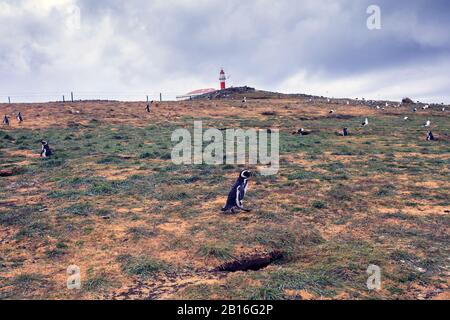 Magellanic Pinguine auf der Insel Magdalena während der Brutzeit. Punta Arenas. Chile Stockfoto