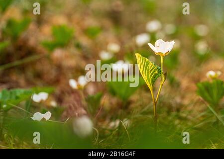 Weiße Blüte der Beere im skandinavischen Moorgebiet. Blühende Blumen im Mai. Frühlingsblüte. Stockfoto