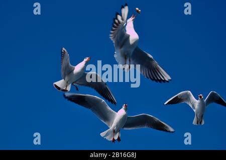 Der Rotbeinige Kittiwake ist ein Mitglied der Familie Larids. Diese Seevögel wurden als Möwen bezeichnet. Ich habe dieses Foto in Istanbul auf einer Fährverbindung gemacht Stockfoto