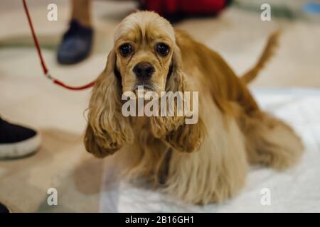 Süßer, flauschiger amerikanischer Cockerspanielhund. Stockfoto