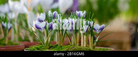 Crocus Vernus "Königin des Blues" Frühlingsblumen Stockfoto