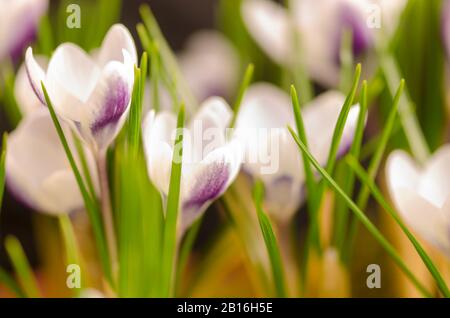 Crocus Vernus "Königin des Blues" Frühlingsblumen Stockfoto