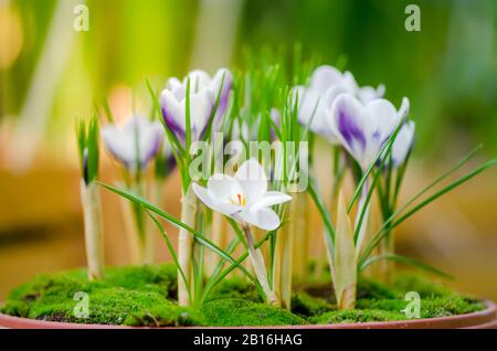 Crocus Vernus "Königin des Blues" Frühlingsblumen Stockfoto
