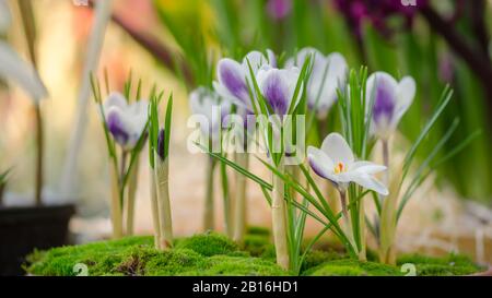 Crocus Vernus "Königin des Blues" Frühlingsblumen Stockfoto