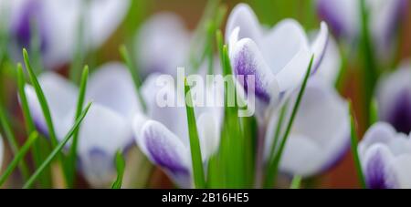 Crocus Vernus "Königin des Blues" Frühlingsblumen Stockfoto