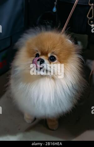 Süßer flauschiger rothaariger Pommerscher Spitzhund Stockfoto