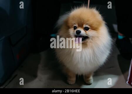 Süßer flauschiger rothaariger Pommerscher Spitzhund Stockfoto