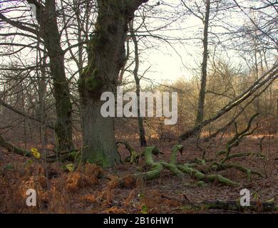 Eine große Eiche und ihre großen, abgestorbenen Äste im Urwald Sababurg Stockfoto