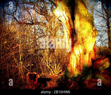 Tote und teilweise ausgehöhlte Eiche im Urwald Sababurg, Lomographie Stockfoto