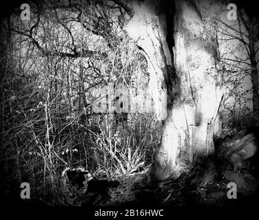 Tote und teilweise ausgehöhlte Eiche im Urwald Sababurg, Lomographie Holga Stockfoto