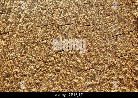 Frischer Schnitt eines Baumes aus nächster Nähe. Makro. Holzstruktur. Natürlicher Hintergrund Stockfoto