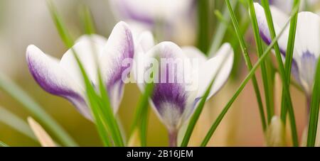 Crocus Vernus "Königin des Blues" Frühlingsblumen Stockfoto