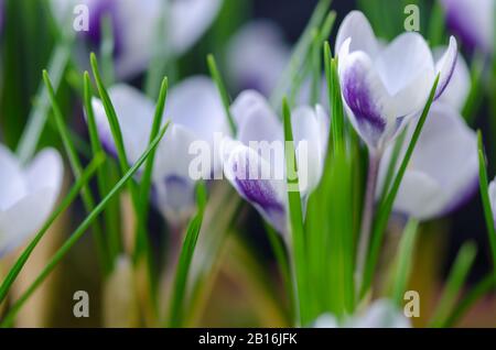 Crocus Vernus "Königin des Blues" Frühlingsblumen Stockfoto