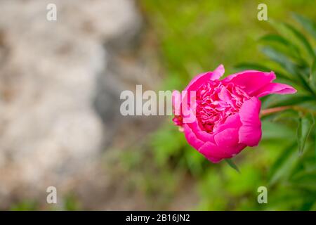- Nahaufnahme Bild der roten Pfingstrosen Knospe im Garten, Makro burgund Pfingstrose im Park, angefangen zu blühen Stockfoto