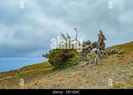 Von starken Winden verdrehte sich gnarbige Riesenjuniperbäume. Trunks schleichen sich auf dem Boden. El Sabinar, Insel El Hierro Stockfoto