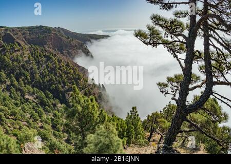 Mirador de Las Playas liegt im Kiefernwald auf der Insel El Hierro. Ansichten vom Punkt über den Wolken spezialisieren. Kanarische Inseln, Spanien Stockfoto