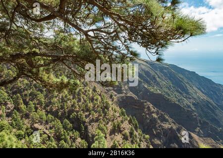 Mirador de Las Playas liegt im Kiefernwald auf der Insel El Hierro. Spektakuläre Ausblicke vom Punkt über den Wolken. Kanarische Inseln, Spanien Stockfoto