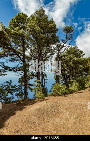 Mirador de Las Playas liegt im Kiefernwald auf der Insel El Hierro. Spektakuläre Ausblicke vom Punkt über den Wolken. Kanarische Inseln, Spanien Stockfoto