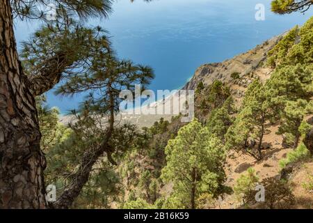 Mirador de Las Playas liegt im Kiefernwald auf der Insel El Hierro. Spektakuläre Ausblicke vom Punkt über den Wolken. Kanarische Inseln, Spanien Stockfoto