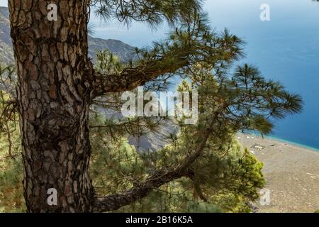 Mirador de Las Playas liegt im Kiefernwald auf der Insel El Hierro. Spektakuläre Ausblicke vom Punkt über den Wolken. Kanarische Inseln, Spanien Stockfoto