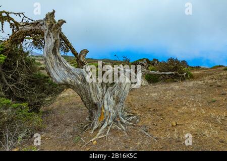 Von starken Winden verdrehte sich gnarbige Riesenjuniperbäume. Trunks schleichen sich auf dem Boden. El Sabinar, Insel El Hierro Stockfoto